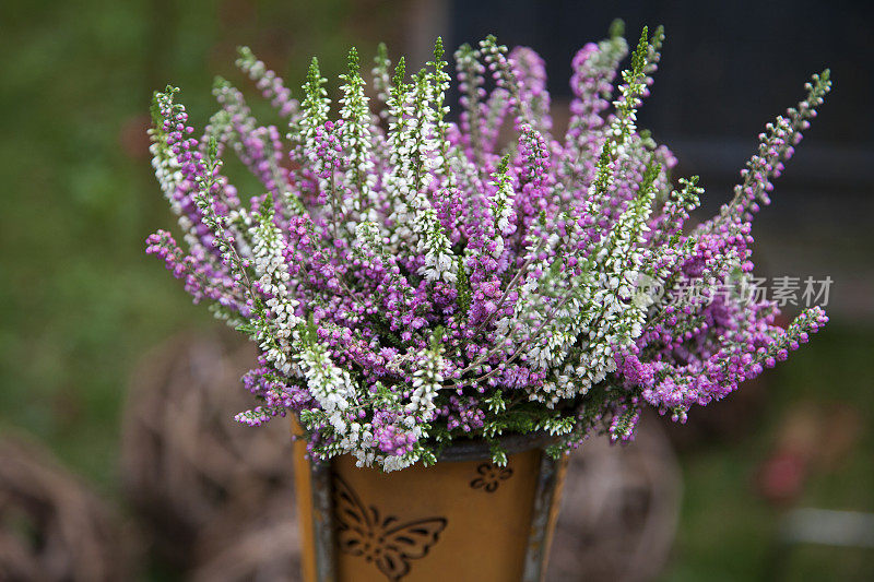 石南花(Calluna vulgaris)装饰